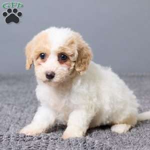 Kate, Bich-Poo Puppy